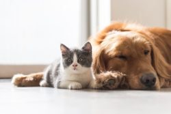 Affordable Pet Products