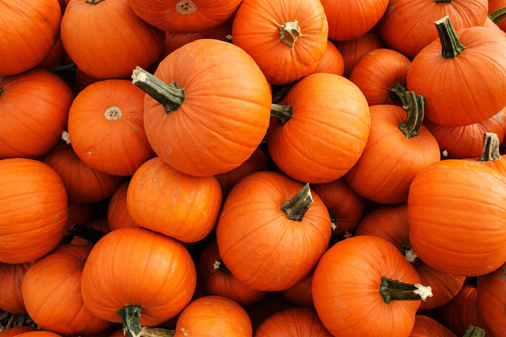 All Things Pumpkin 1600x1067